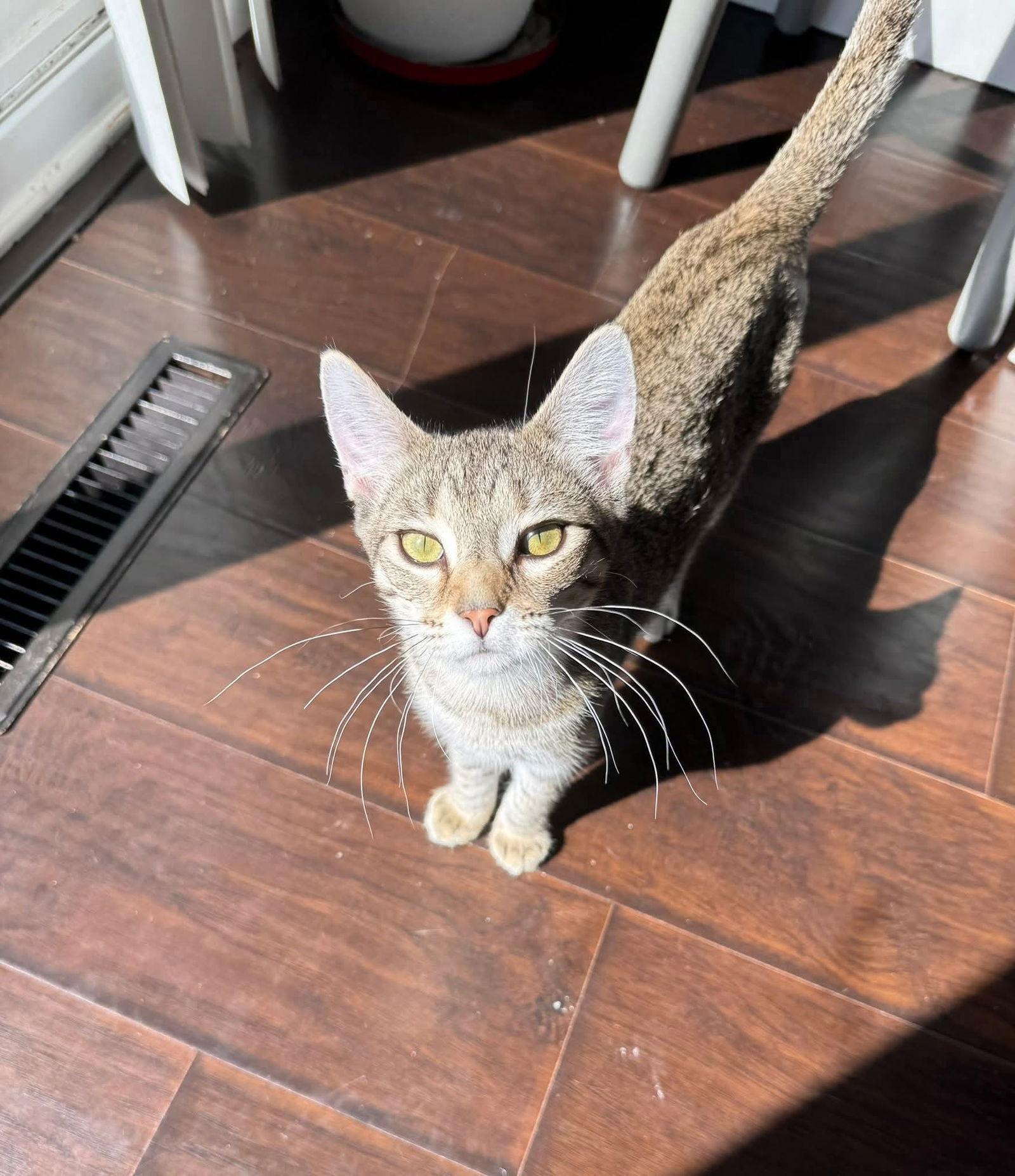 Kit Kat, a Adoptable mixed breed in Minneapolis, MN image 1/3