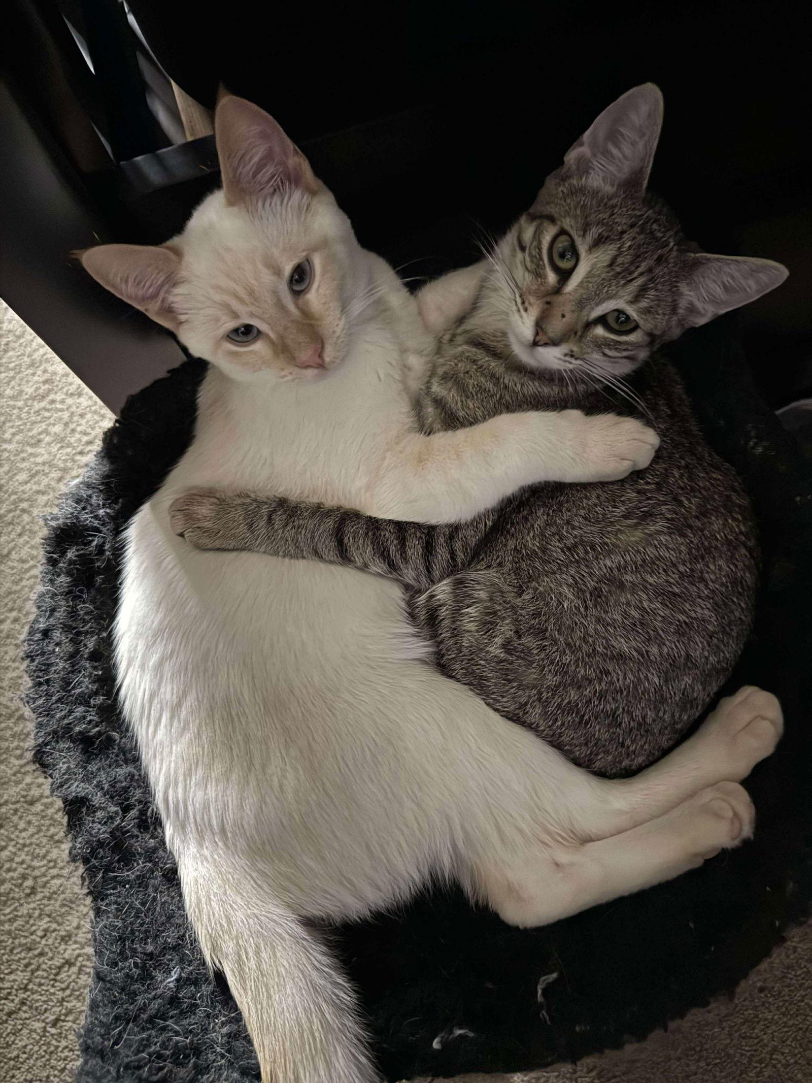 Kit Kat, Adoptable, Young Female Tabby & Domestic Short Hair.