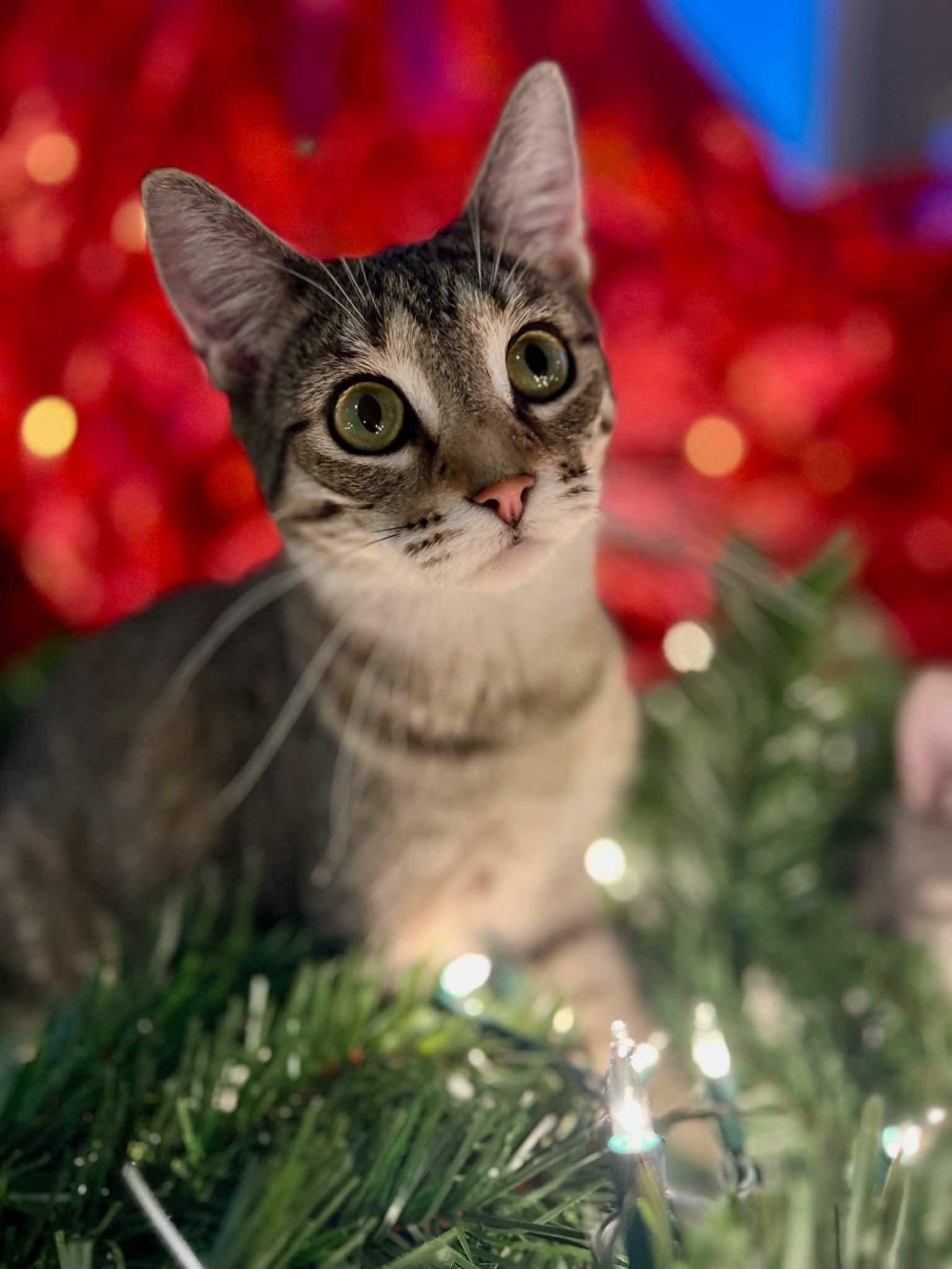 Enlarge Kit Kat, a Adoptable mixed breed in Minneapolis, MN image 2/3