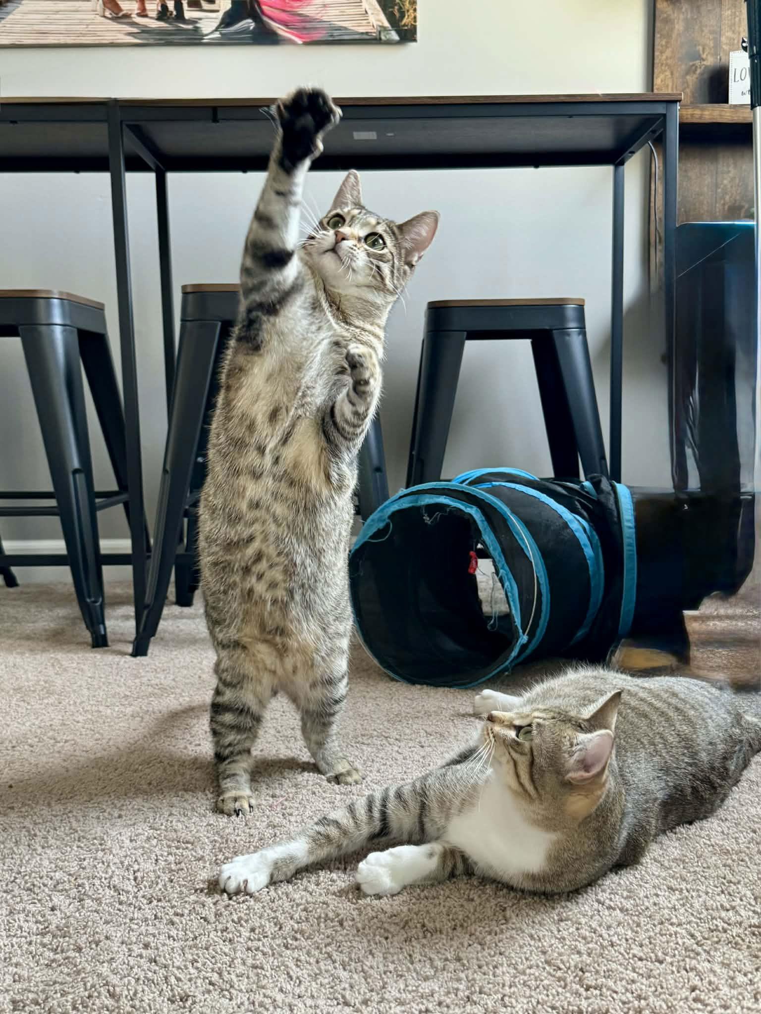 Enlarge Kit Kat, a Adoptable mixed breed in Minneapolis, MN image 3/4