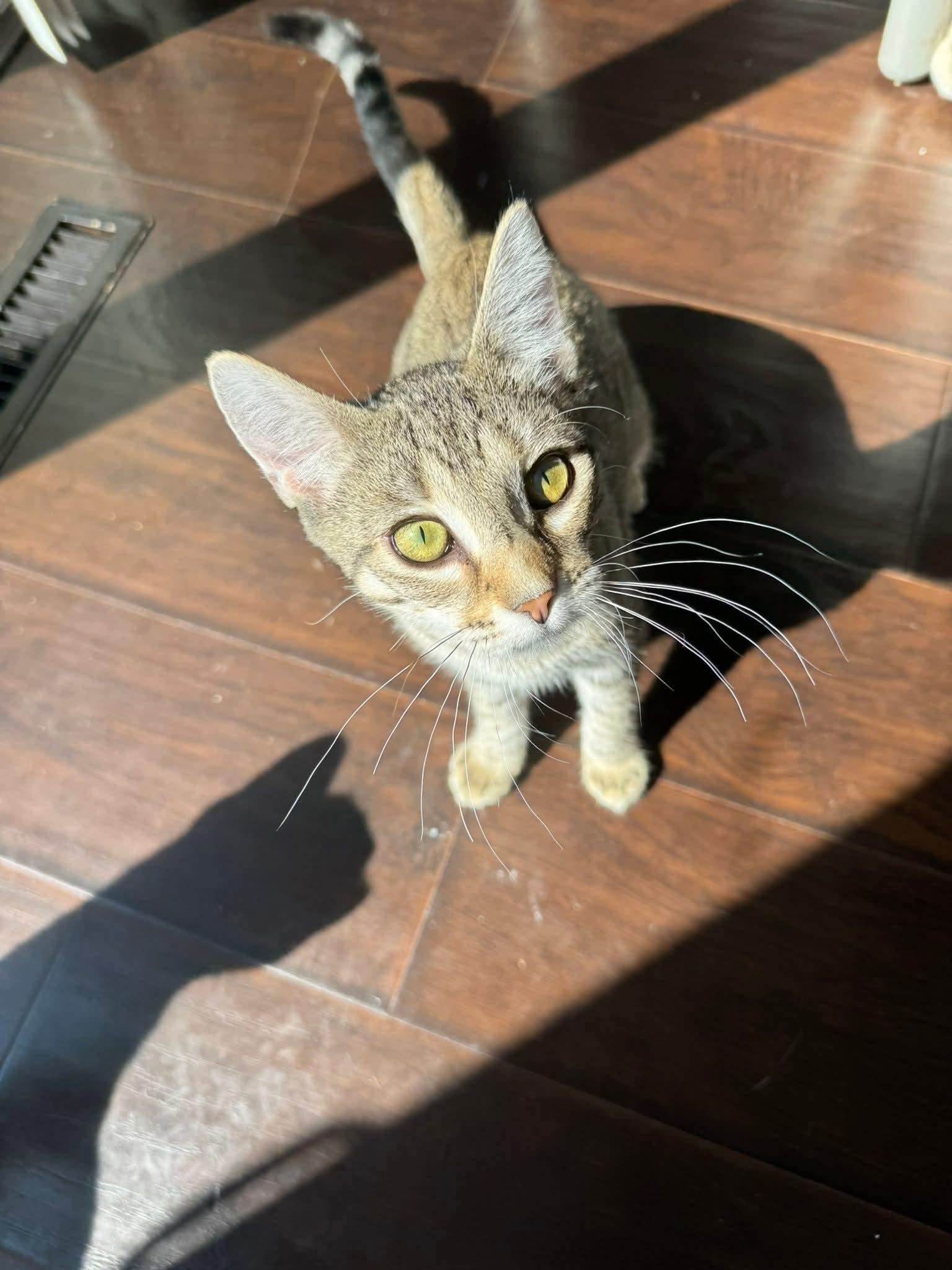 Kit Kat, a Adoptable mixed breed in Minneapolis, MN image 3/3