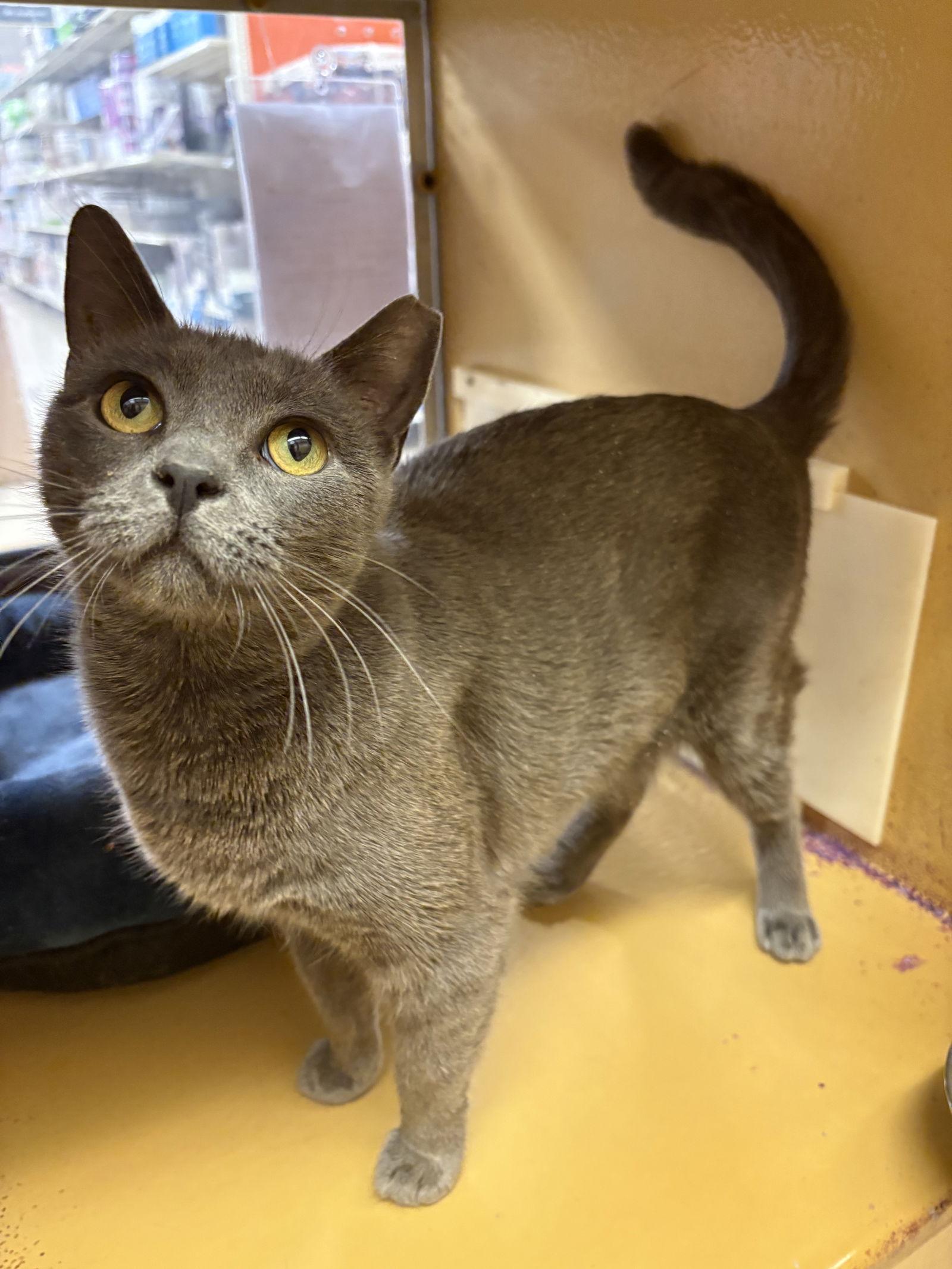 Lexi, Adopted, Adult Female Domestic Short Hair.