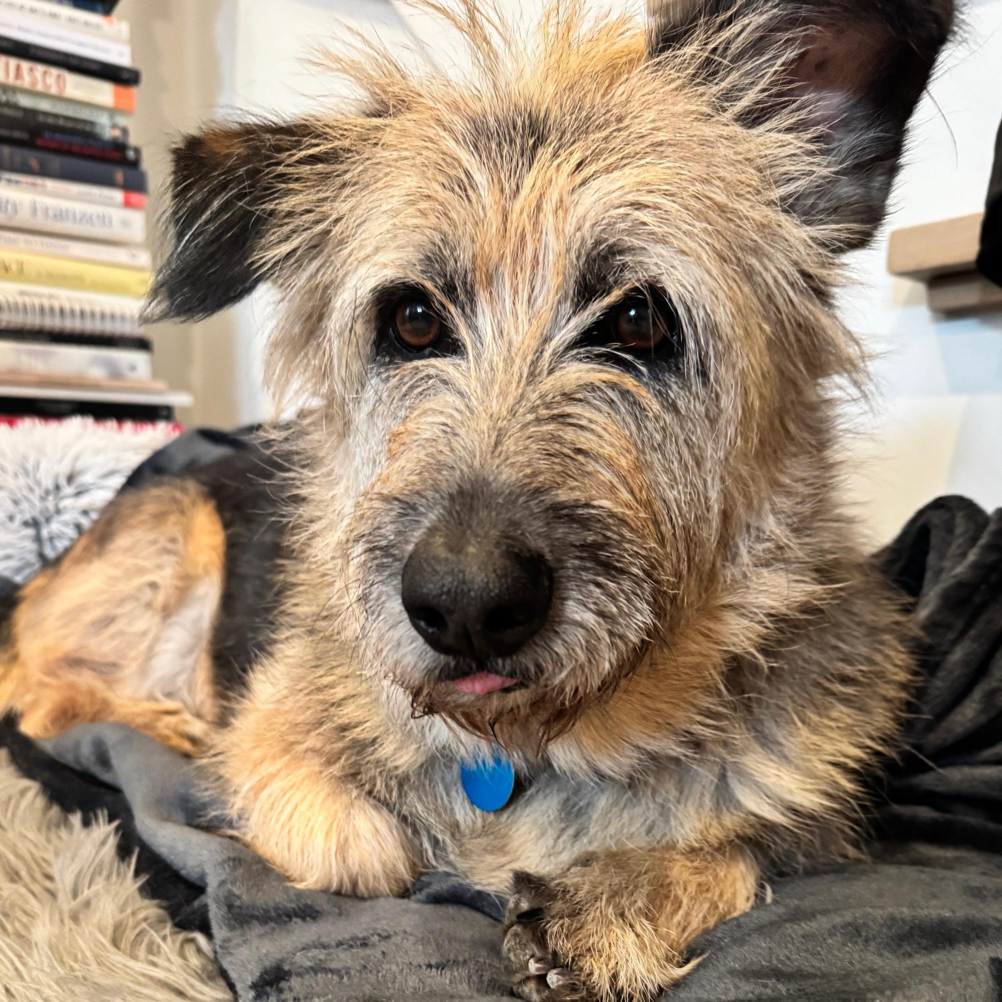 Enlarge Falkor, a Adoptable mixed breed in Brooklyn, NY image 6/6