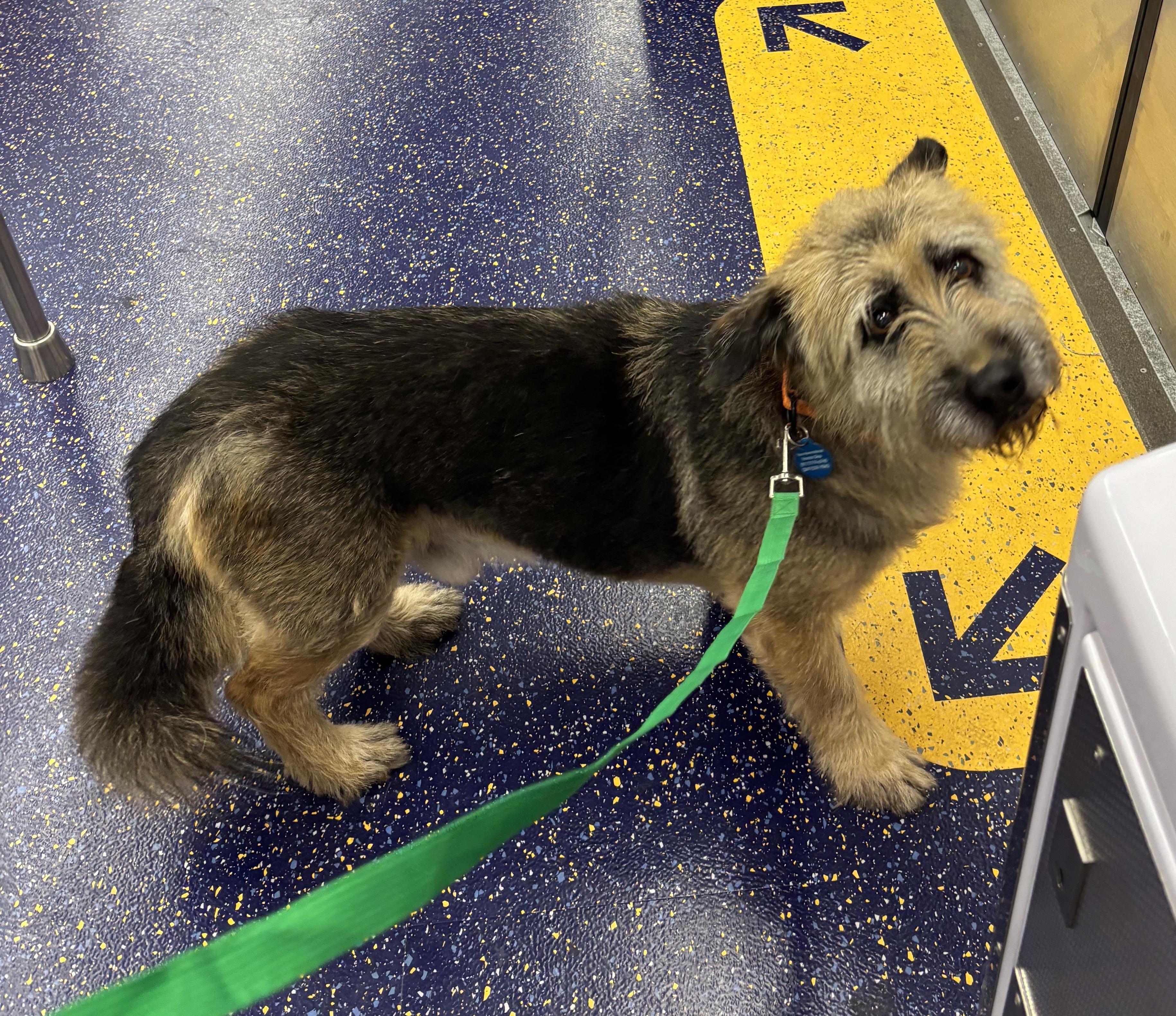 Enlarge Falkor, a Adoptable mixed breed in Brooklyn, NY image 3/6