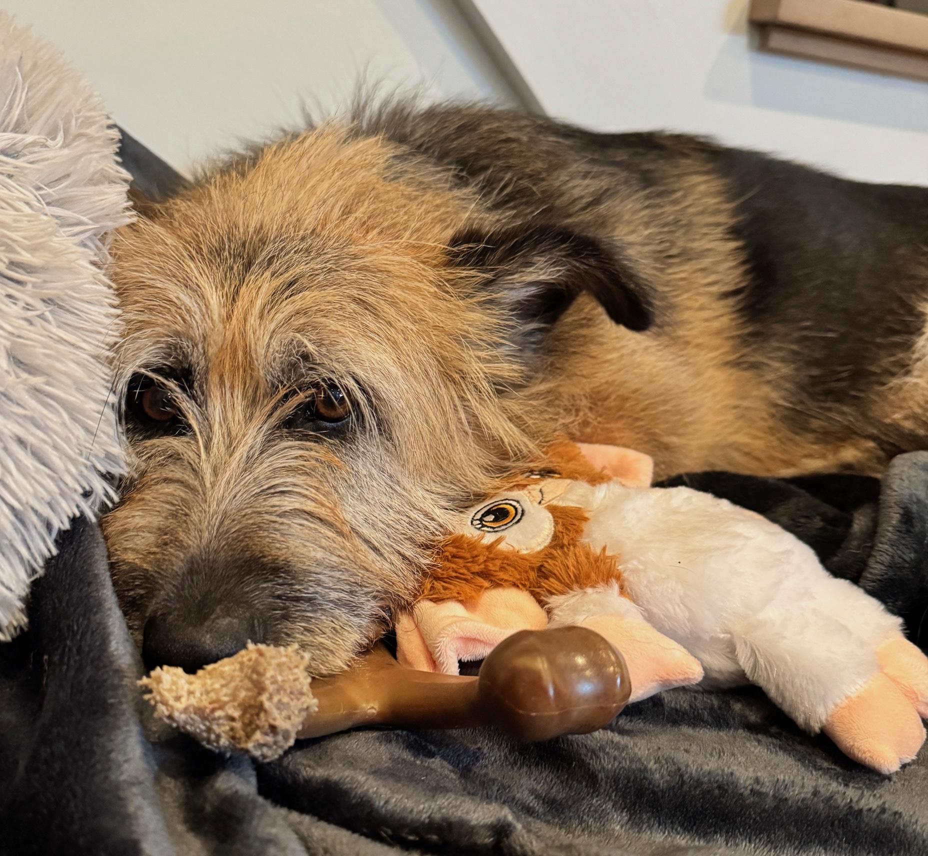 Enlarge Falkor, a Adoptable mixed breed in Brooklyn, NY image 5/6