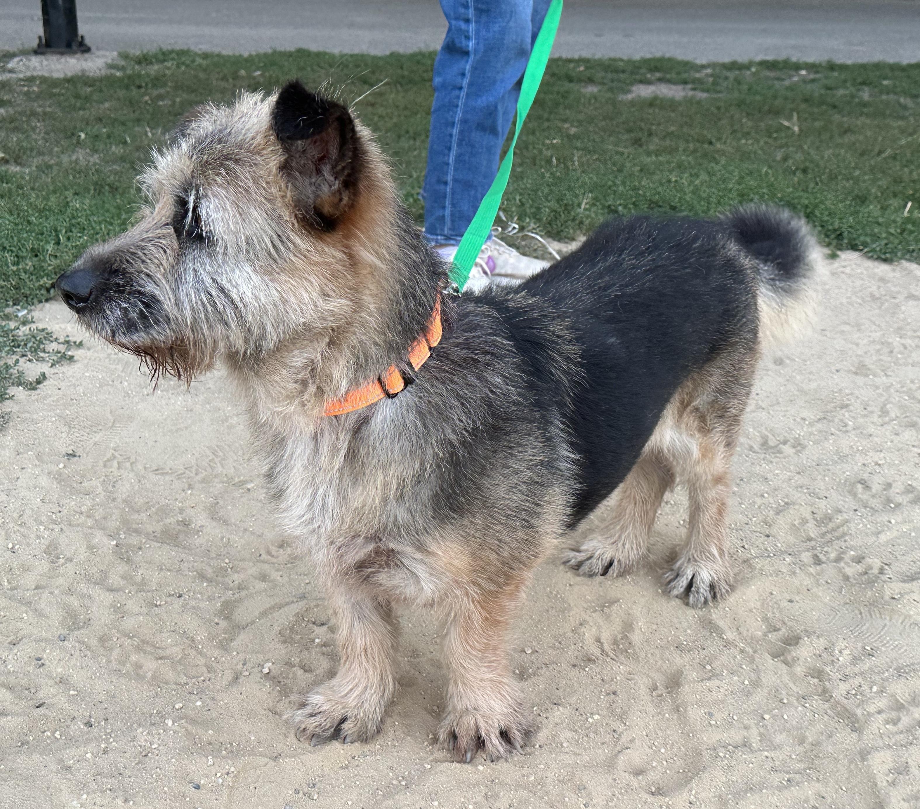 Enlarge Falkor, a Adoptable mixed breed in Brooklyn, NY image 4/6