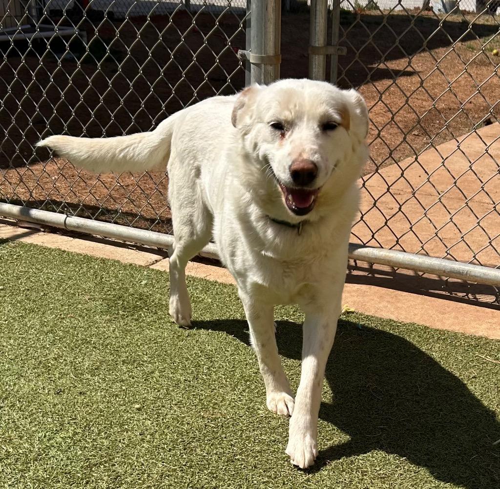 Zia, Adoptable, Young Female Cattle Dog & Mixed Breed.
