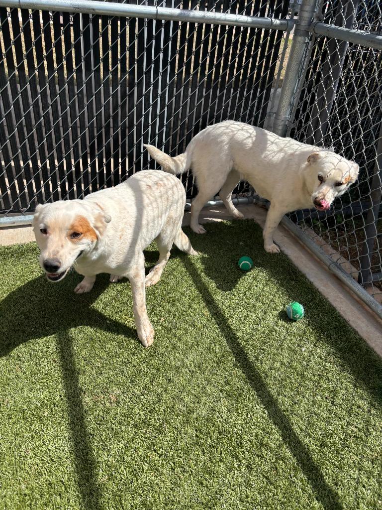 Enlarge Zia, a Adoptable mixed breed in Newcastle, OK image 2/2