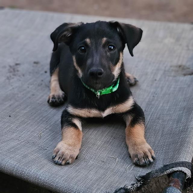 Raddish, a Adoptable mixed breed in clayton , CA image 2/5