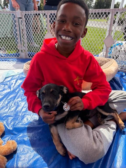 Raddish, a Adoptable mixed breed in clayton , CA image 3/5