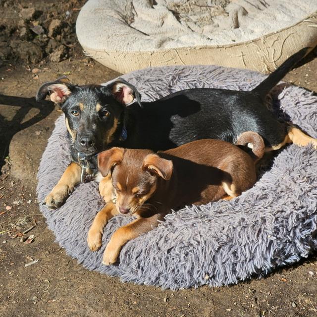 Raddish, a Adoptable mixed breed in clayton , CA image 5/5