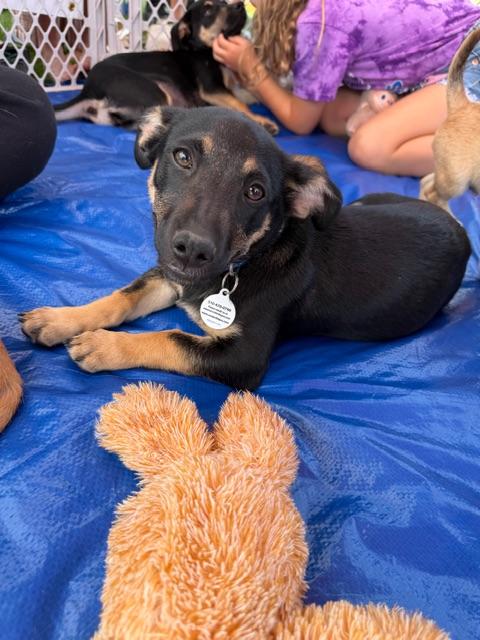 Raddish, a Adoptable mixed breed in clayton , CA image 1/5