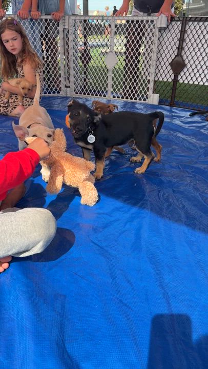 Enlarge Raddish, a Adoptable mixed breed in clayton , CA video 4/5
