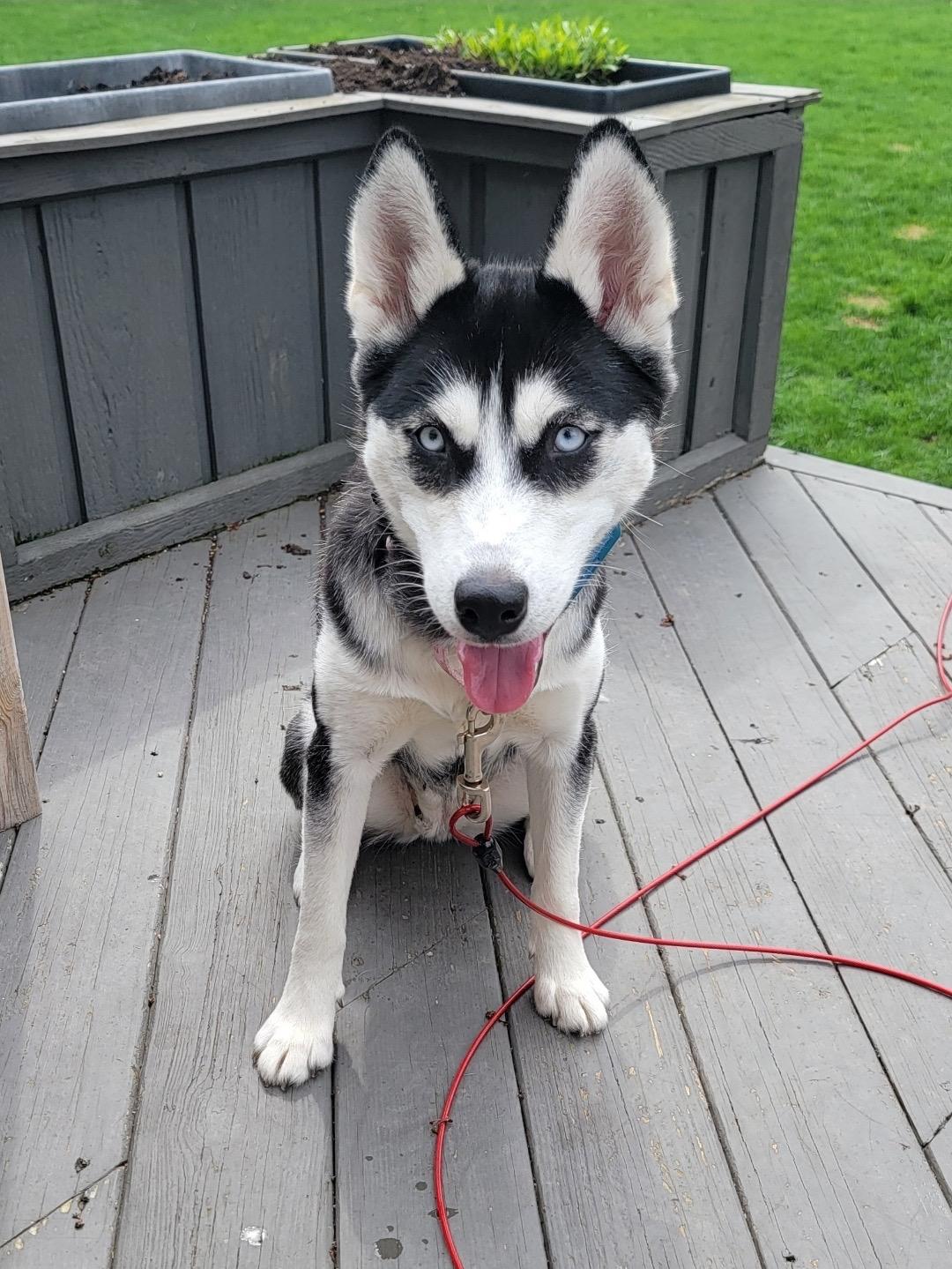 Enlarge Miya, a ADOPTABLE mixed breed in Rochester , NY image 5/5