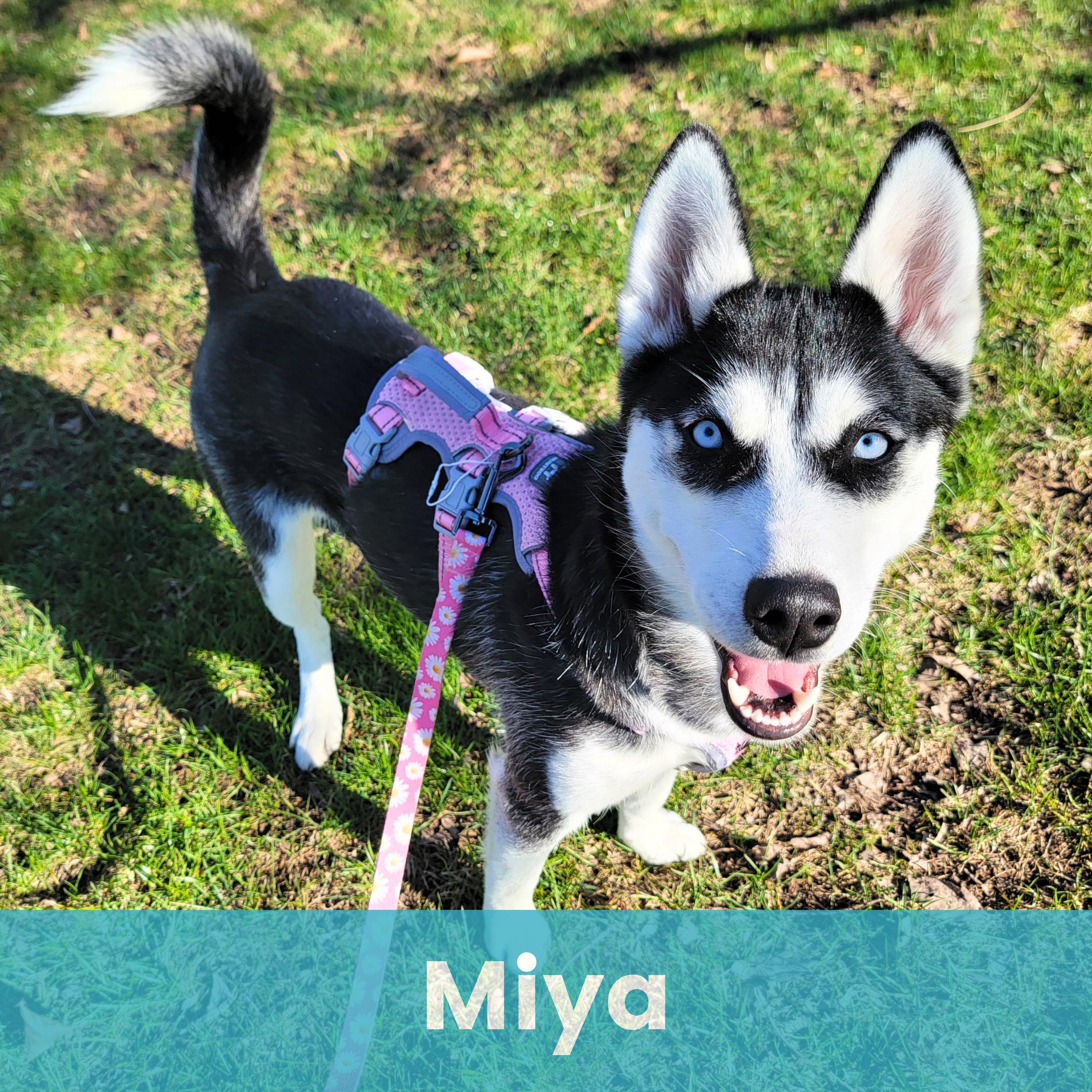 Miya, ADOPTABLE, Young Female Husky.