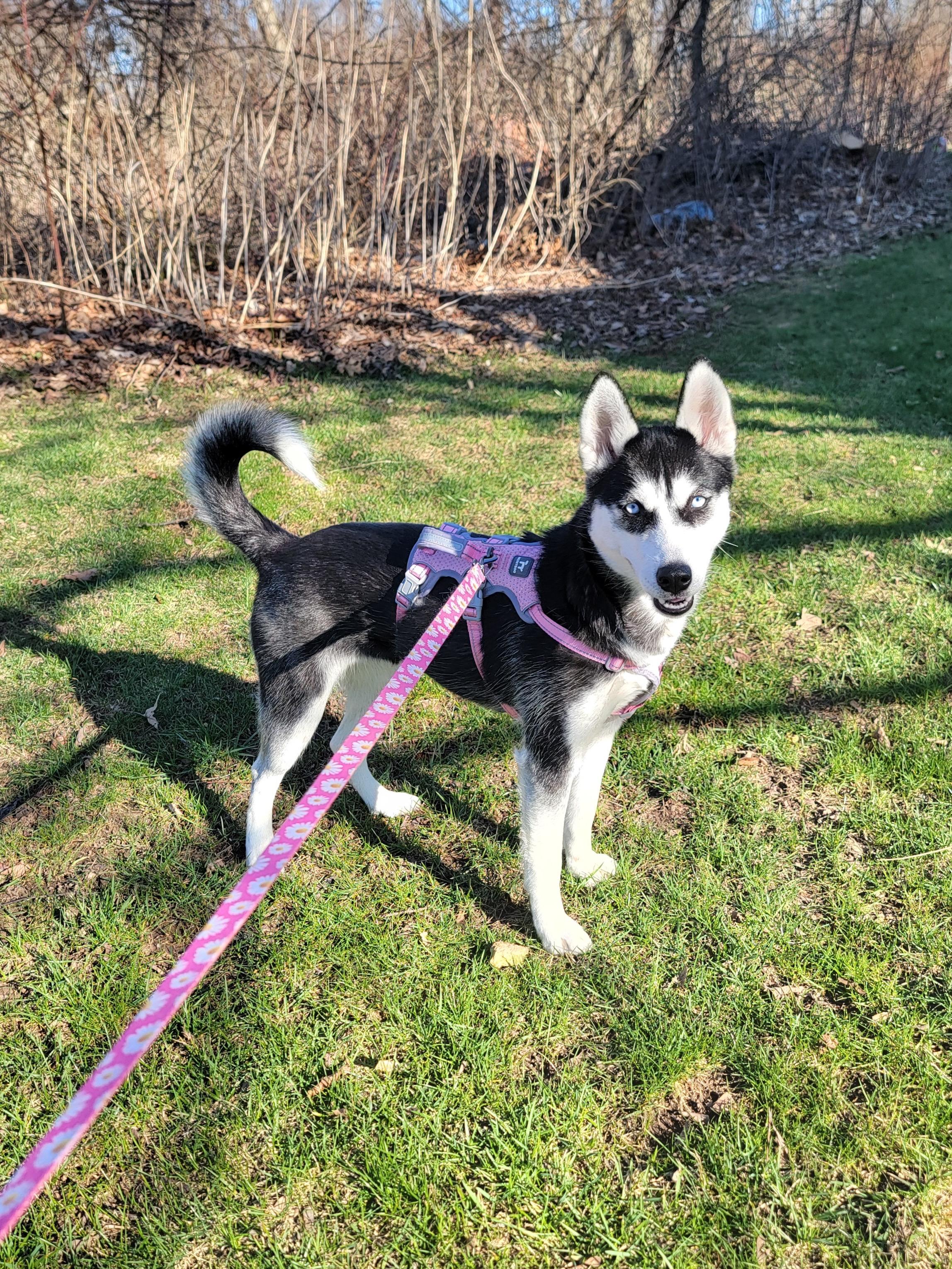 Enlarge Miya, a ADOPTABLE mixed breed in Rochester , NY image 2/5