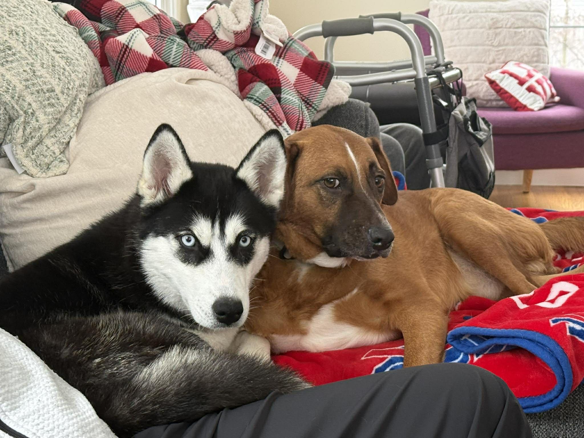 Enlarge Miya, a ADOPTABLE mixed breed in Rochester , NY image 6/6