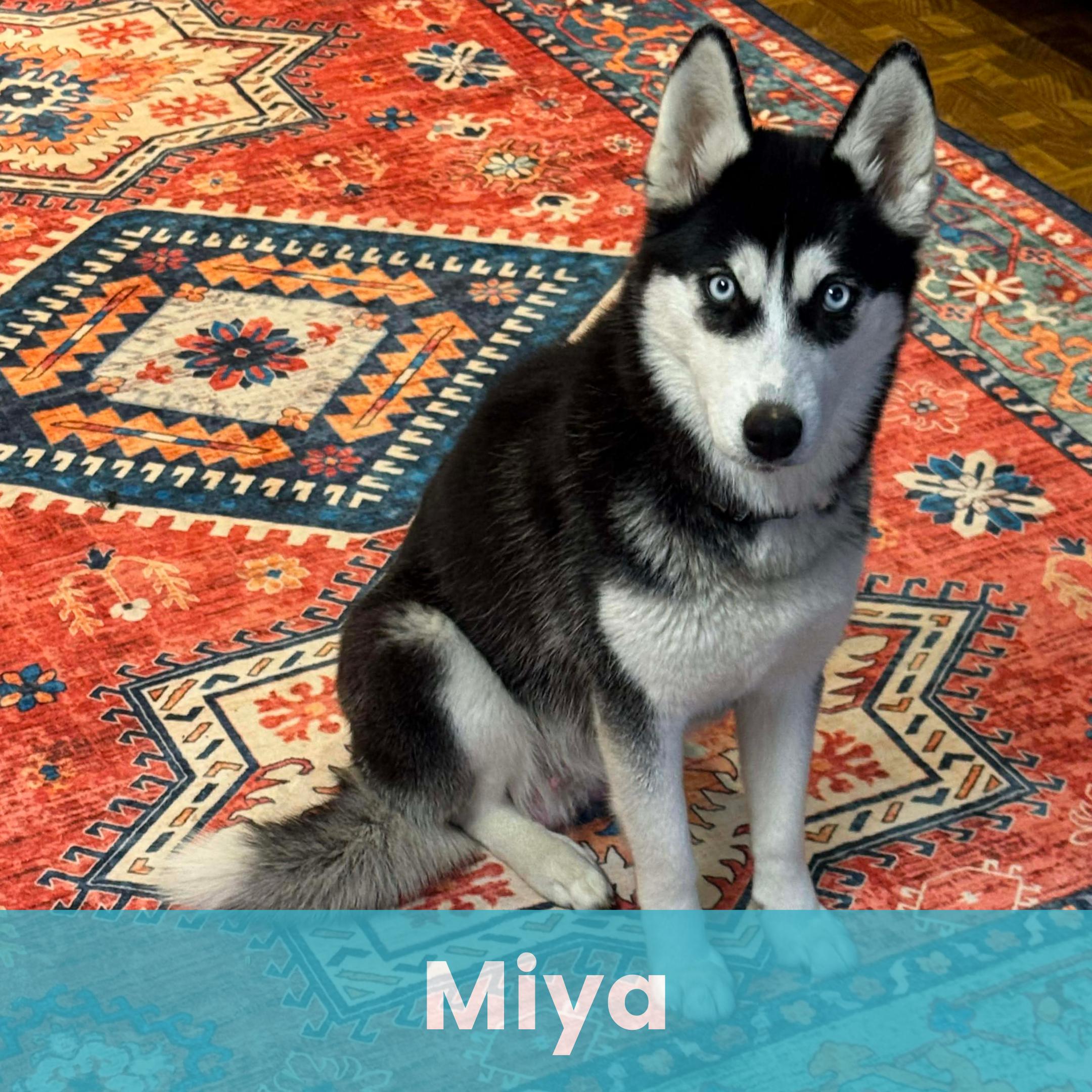 Miya, ADOPTABLE, Young Female Husky.