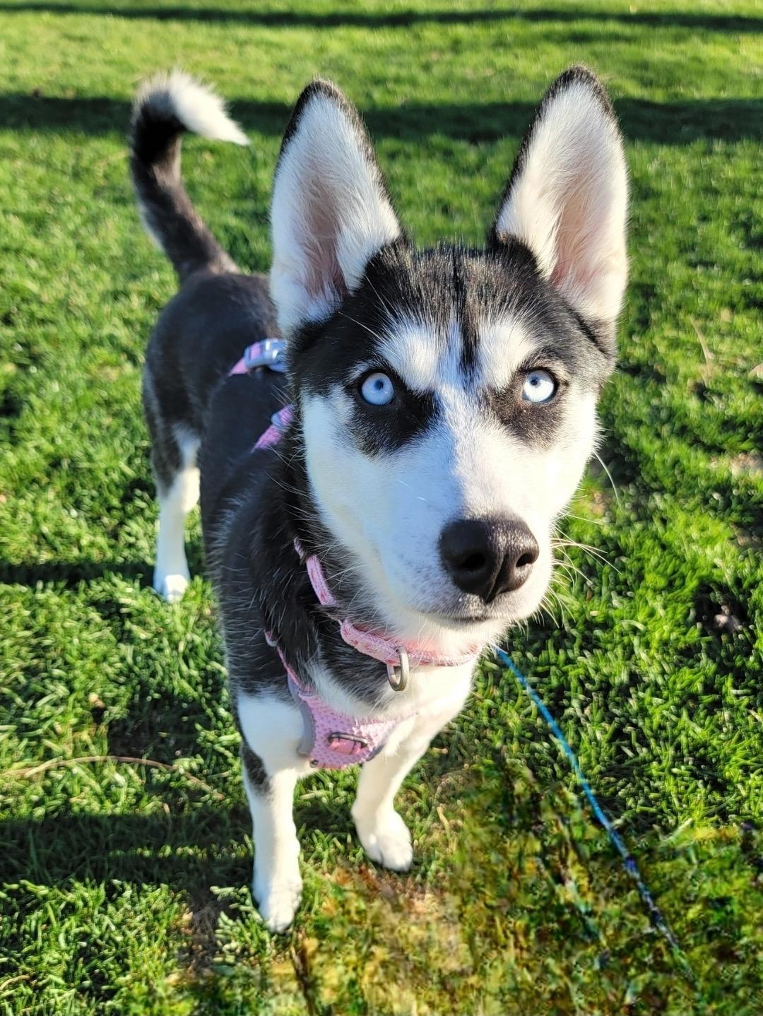 Enlarge Miya, a ADOPTABLE mixed breed in Rochester , NY image 3/5