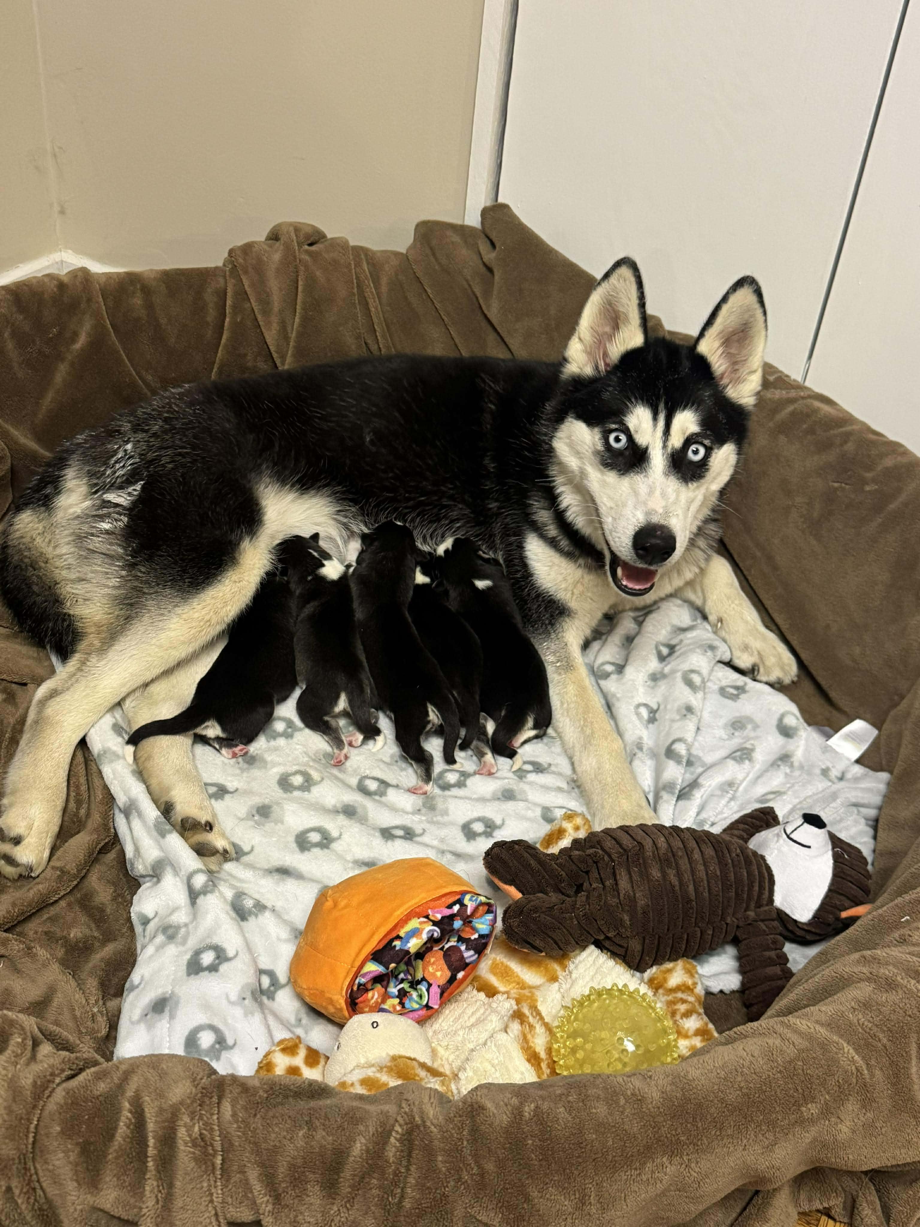 Enlarge Miya, a ADOPTABLE mixed breed in Rochester , NY image 5/6