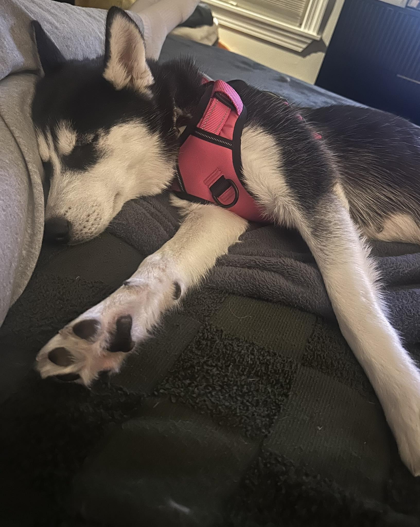 Enlarge Miya, a ADOPTABLE mixed breed in Rochester , NY image 4/6