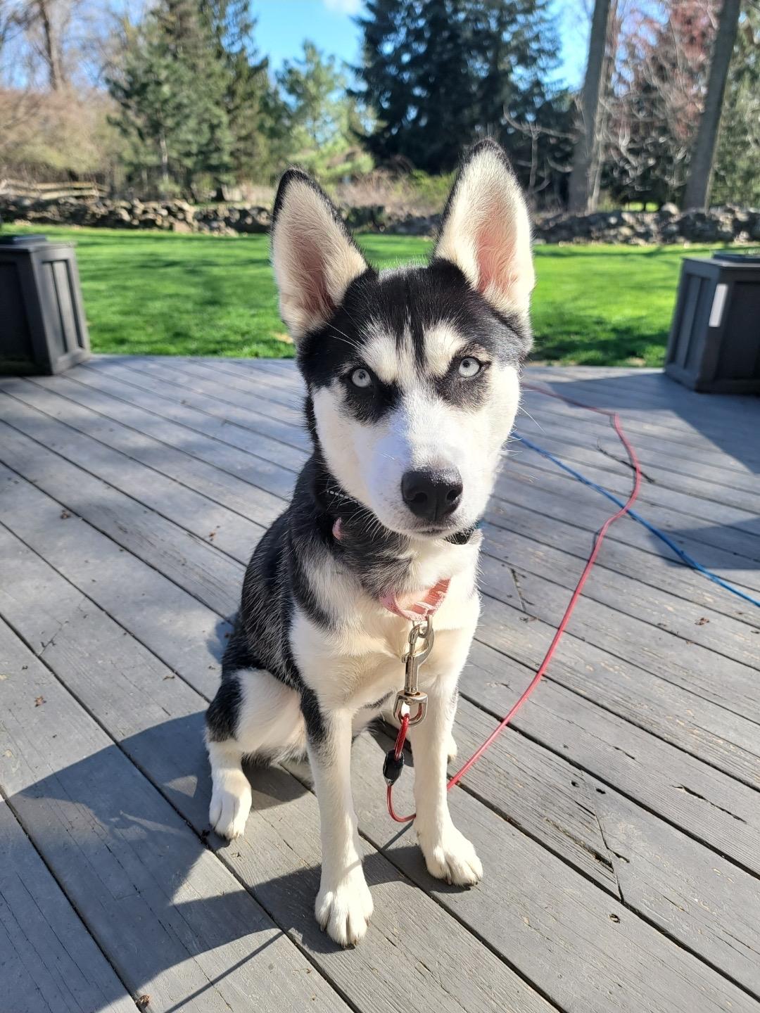 Enlarge Miya, a ADOPTABLE mixed breed in Rochester , NY image 4/5