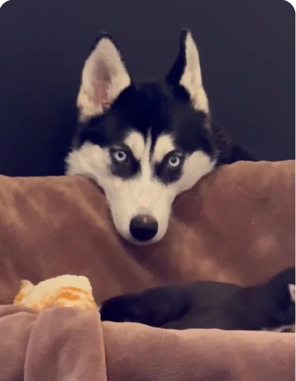 Enlarge Miya, a ADOPTABLE mixed breed in Rochester , NY image 2/6