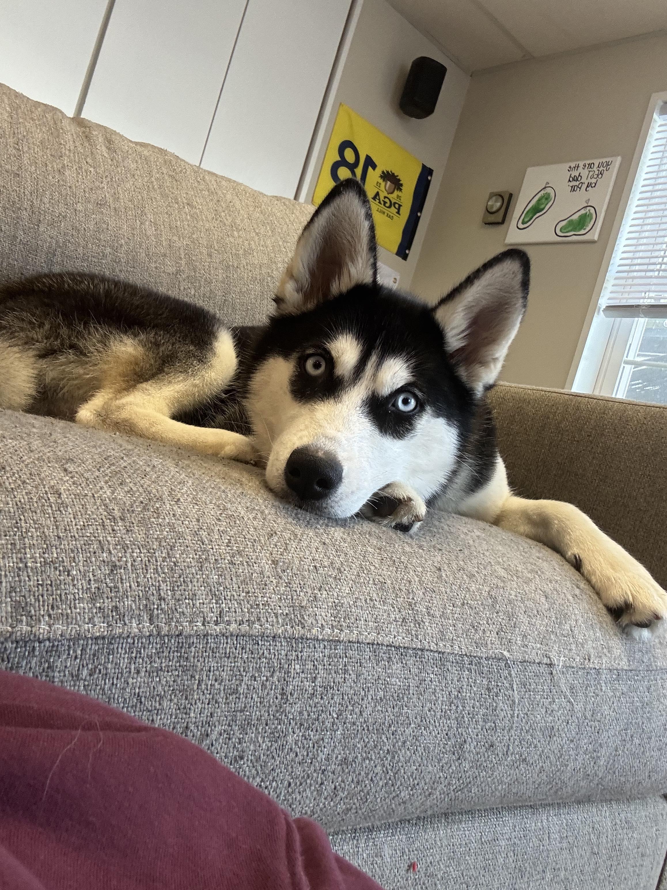 Enlarge Miya, a ADOPTABLE mixed breed in Rochester , NY image 3/6