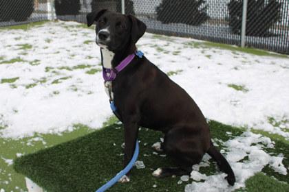 Jewel, a Adoptable mixed breed in Kansas City, MO image 1/3