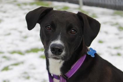 Jewel, a Adoptable mixed breed in Kansas City, MO image 2/3