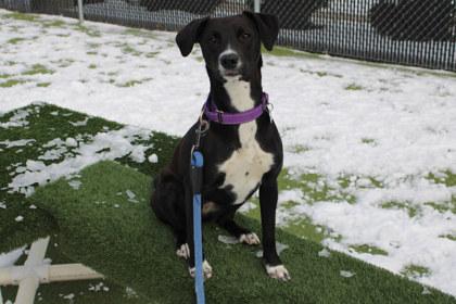 Jewel, a Adoptable mixed breed in Kansas City, MO image 3/3