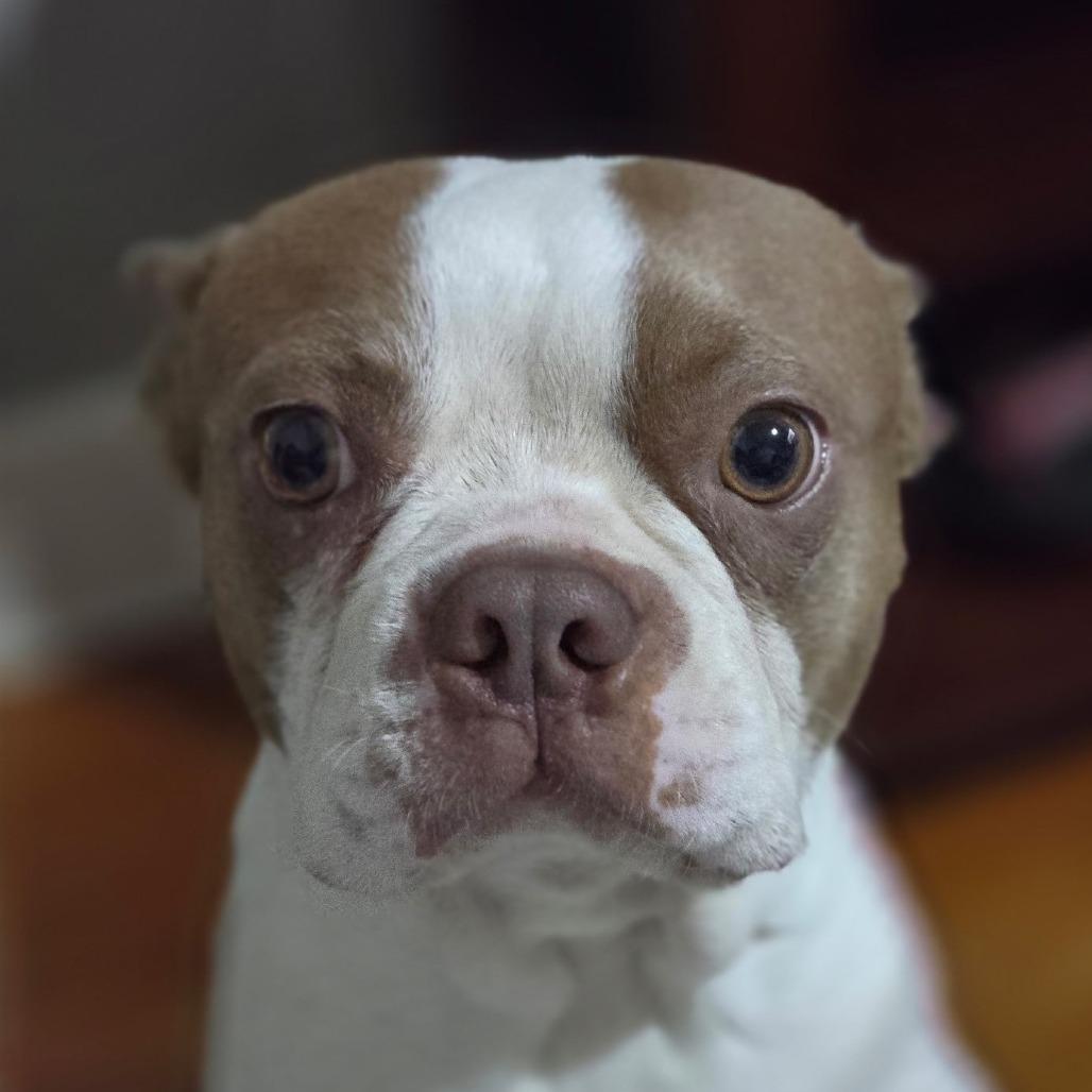 Enlarge Nicholas, a Adoptable Boston Terrier in Decatur, AL image 1/2