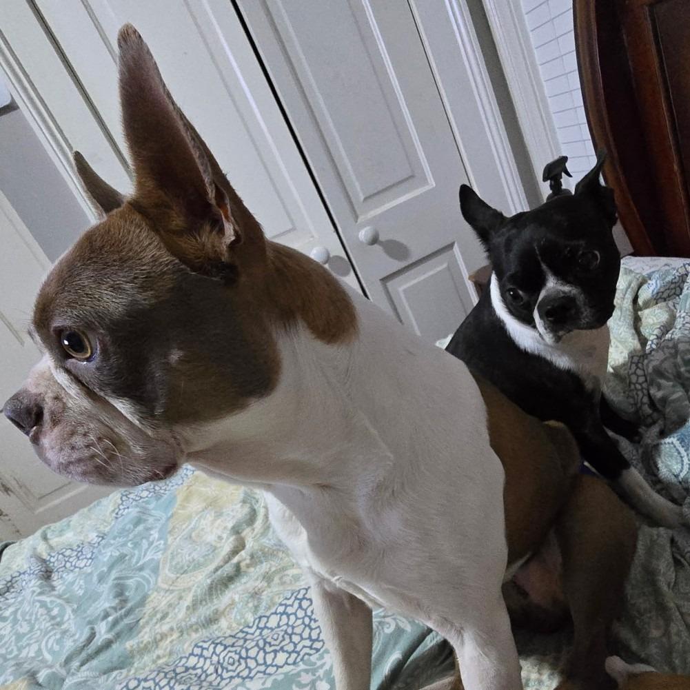 Enlarge Nicholas, a Adoptable Boston Terrier in Decatur, AL image 2/2