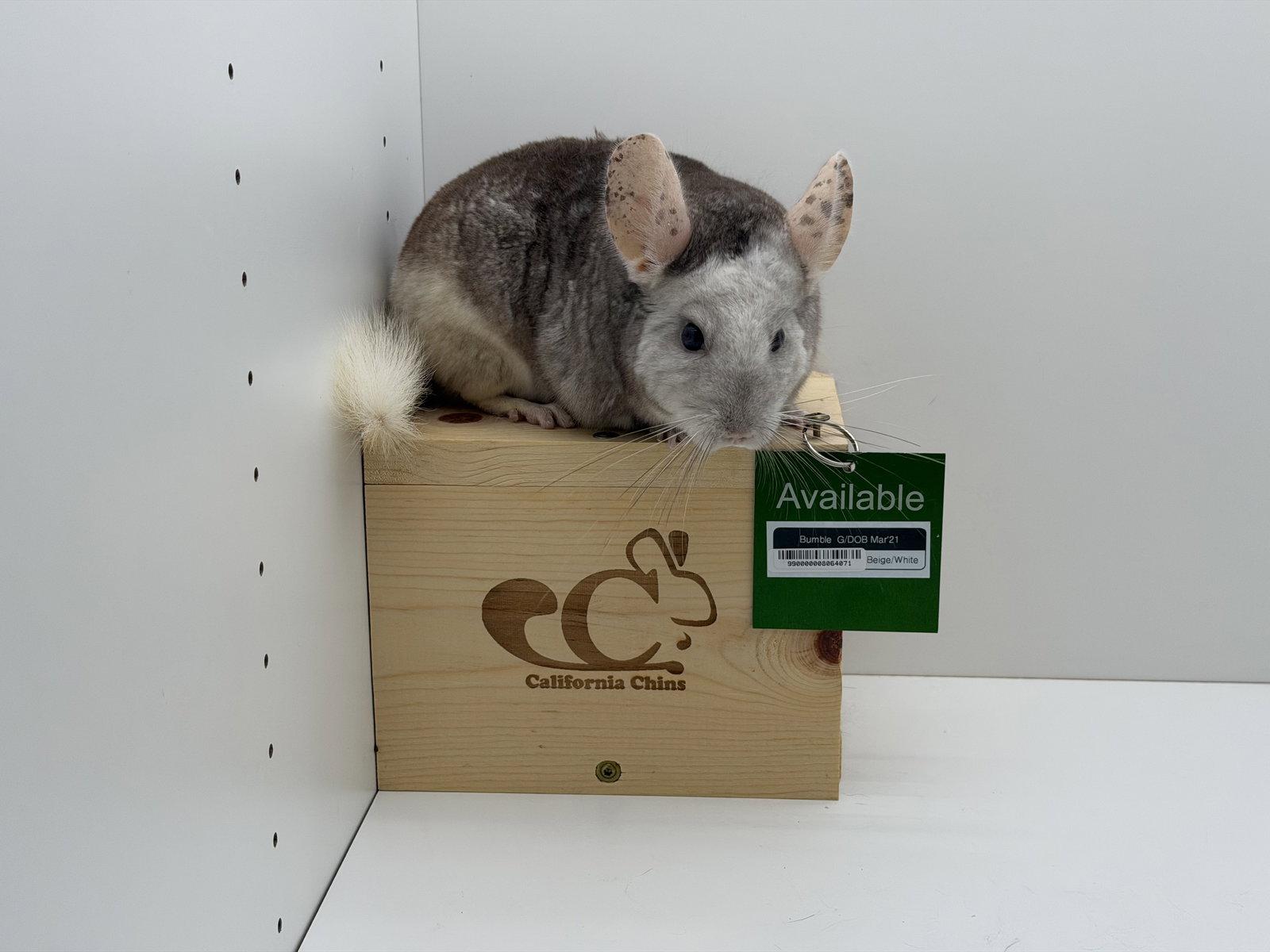 Bumble, Adoptable, Adult Female Chinchilla.