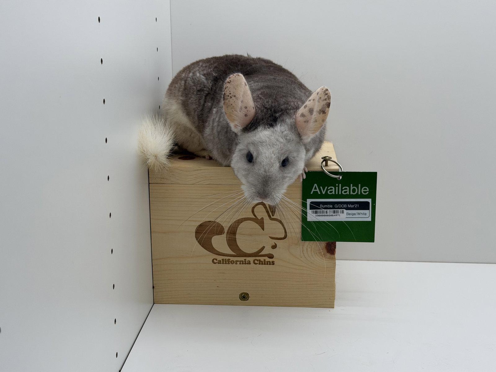 Bumble, a Adoptable Chinchilla in Sunnyvale, CA image 3/3