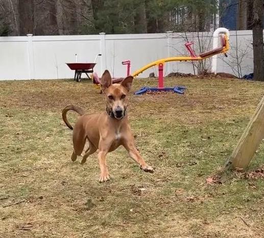 Enlarge Tommy, a ADOPTABLE Mixed Breed in Plymouth, MA image 6/6
