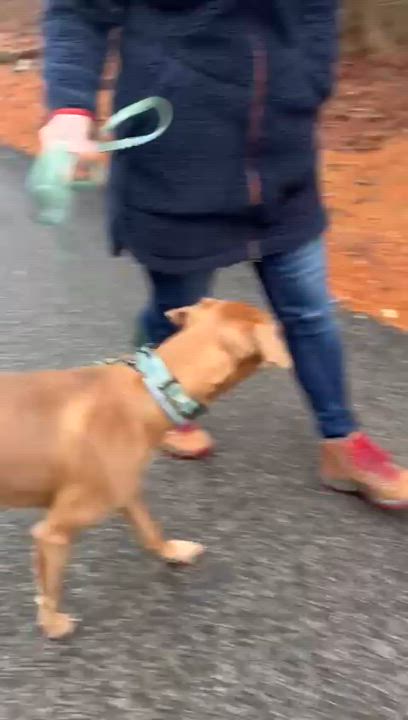 Enlarge Tommy, a ADOPTABLE Mixed Breed in Sandwich, MA video 6/6