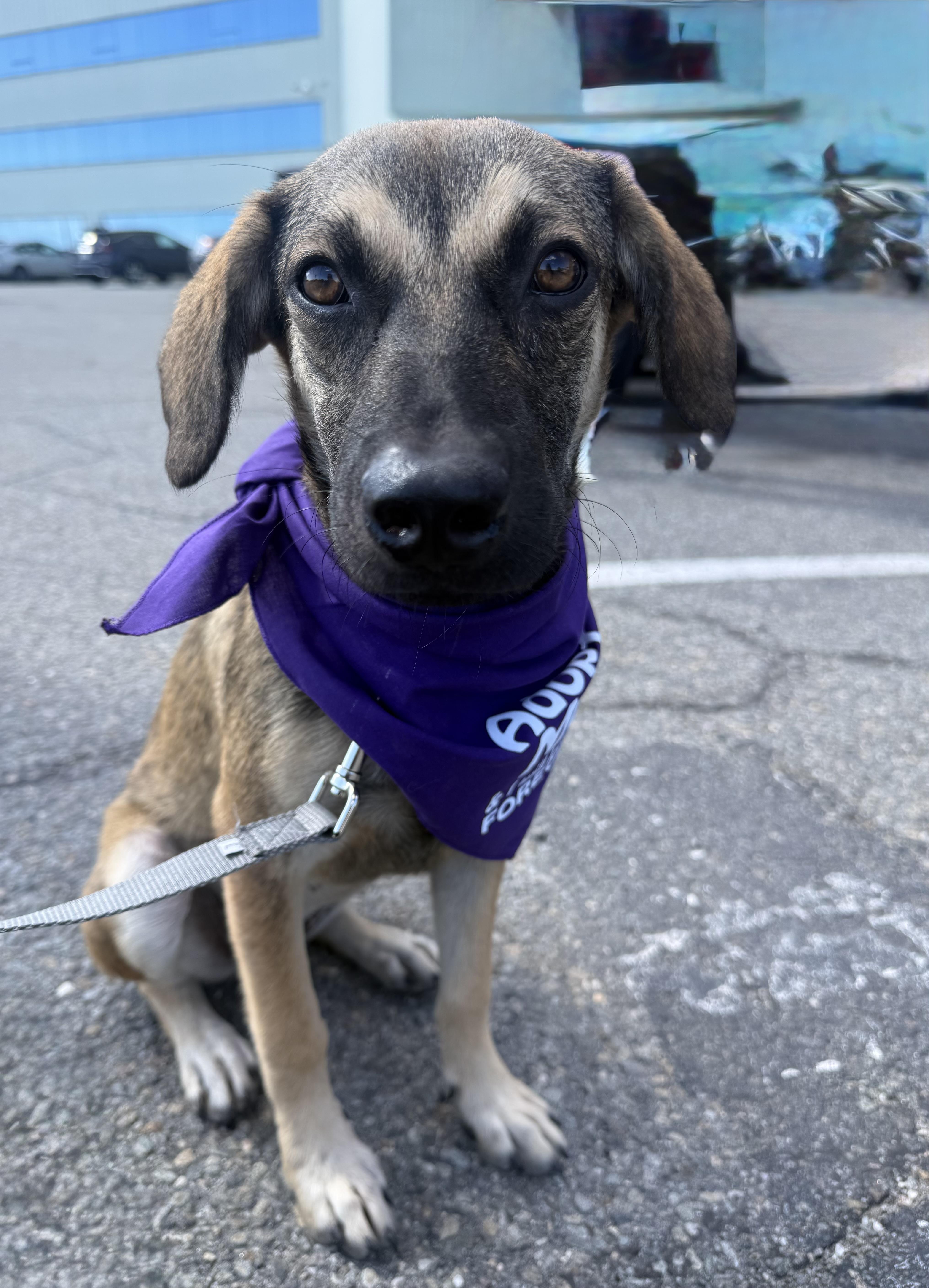 Cappuchina, an adopted mixed breed in Glen Rock, NJ image 1/4