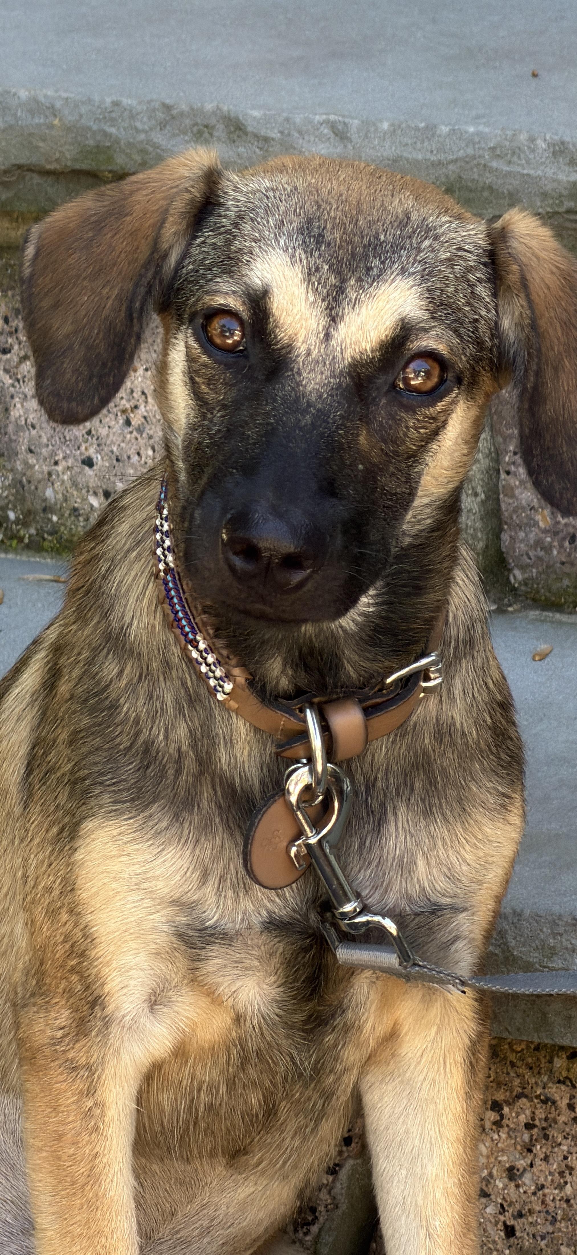 Cappuchina, an adopted mixed breed in Glen Rock, NJ image 2/4