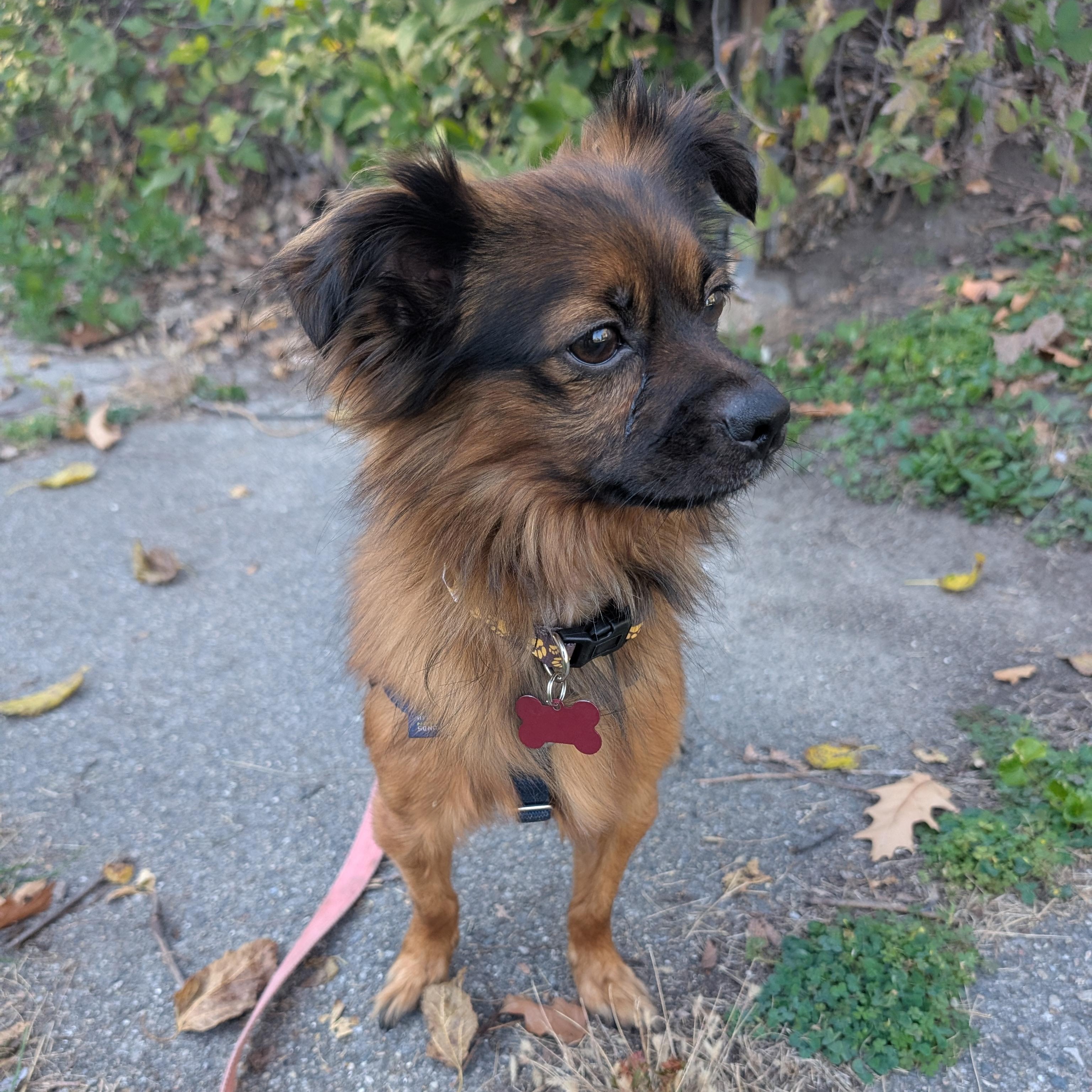Enlarge Pasco, a Adoptable mixed breed in Detroit, MI image 3/4