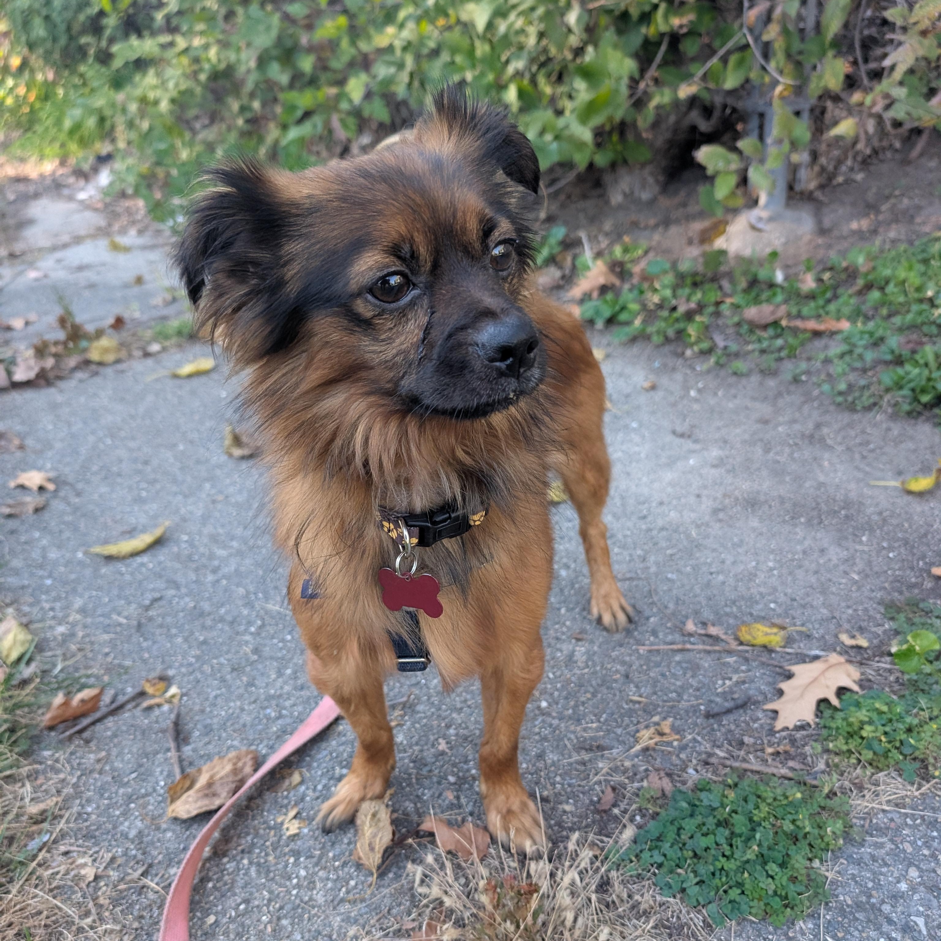 Enlarge Pasco, a Adoptable mixed breed in Detroit, MI image 1/4