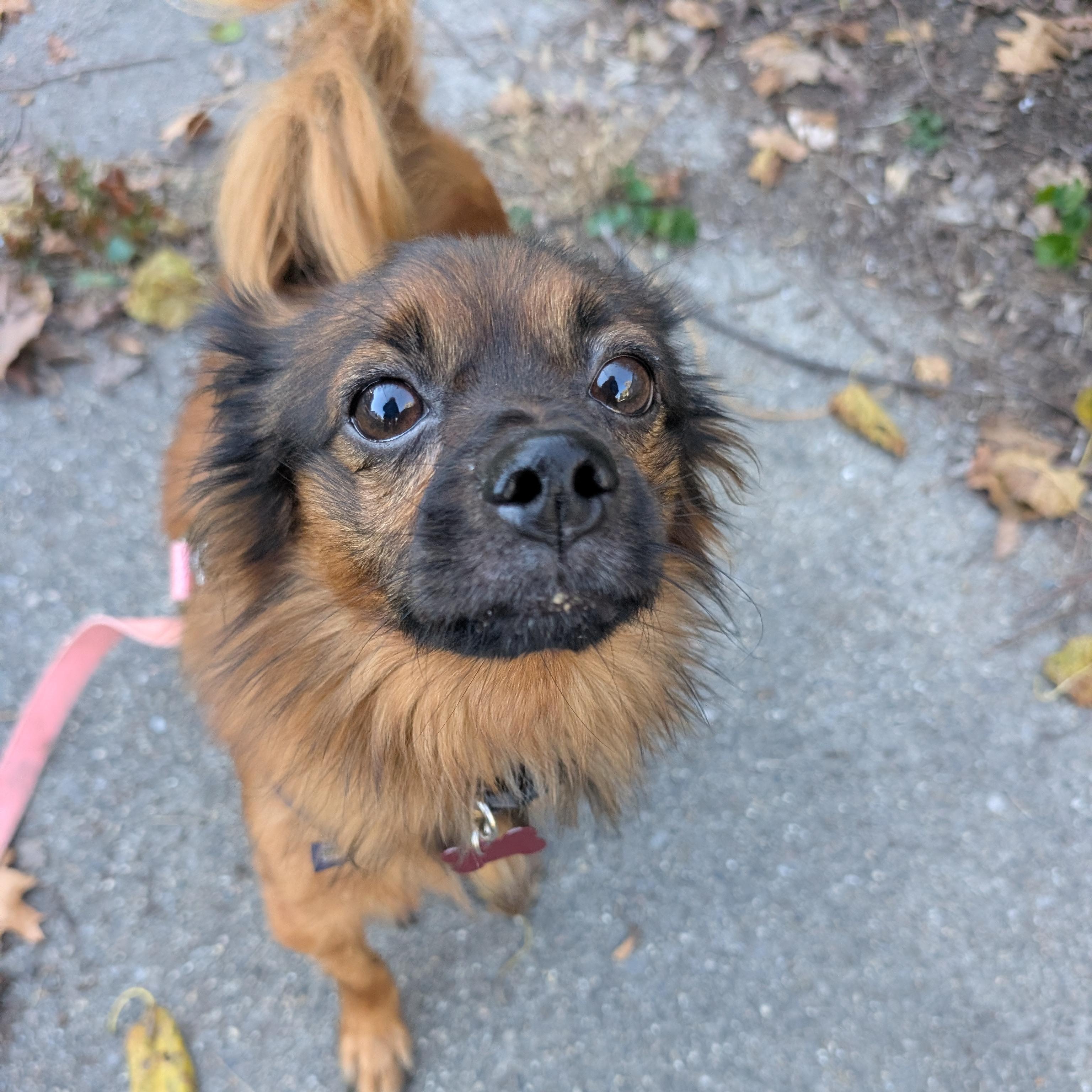 Enlarge Pasco, a Adoptable mixed breed in Detroit, MI image 4/4