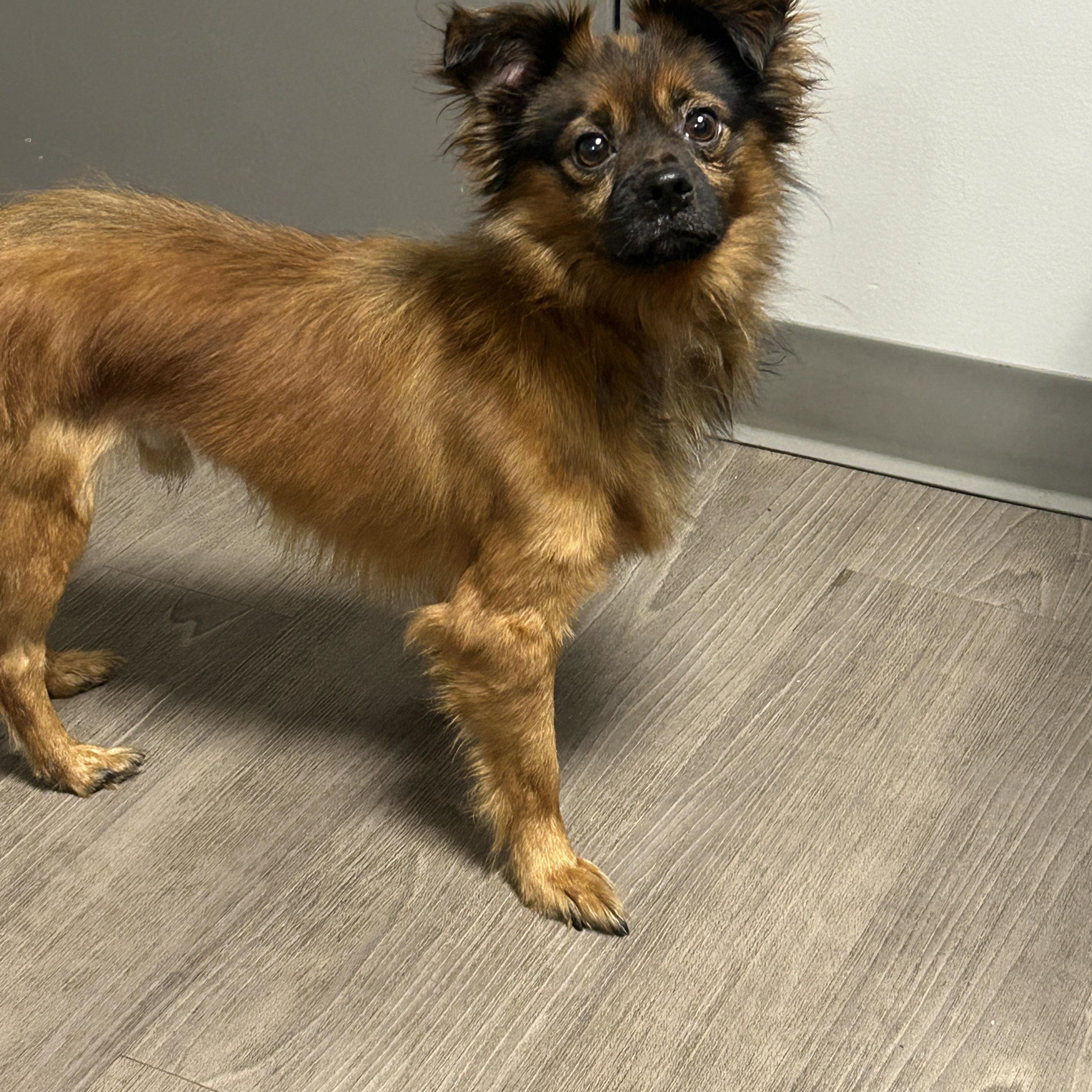 Enlarge Pasco, a Adoptable mixed breed in Detroit, MI image 2/4