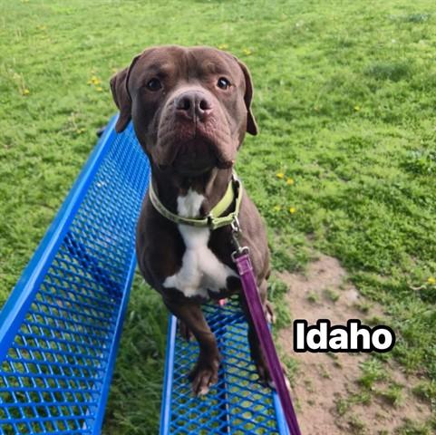 IDAHO, Adoptable, Young Male American Staffordshire Terrier & Mixed Breed.