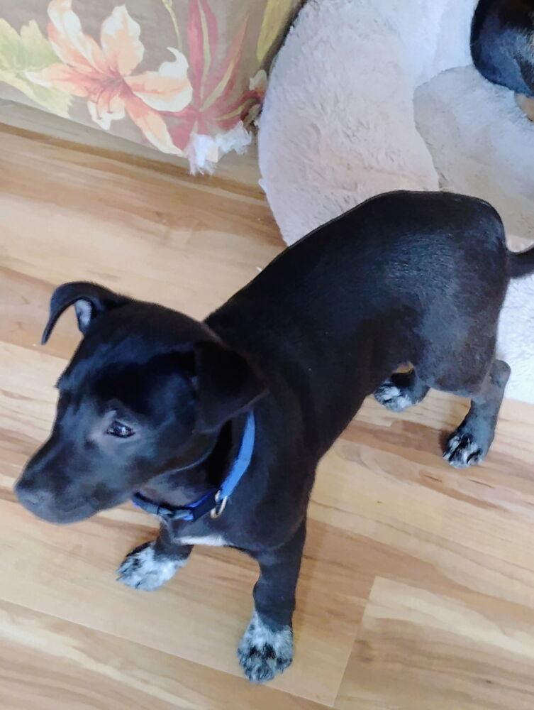 Ford, a Adoptable mixed breed in Loveland, OH image 1/4