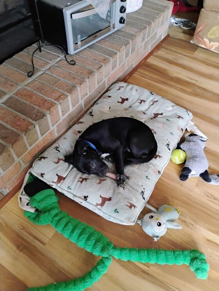 Ford, a Adoptable mixed breed in Loveland, OH image 3/4