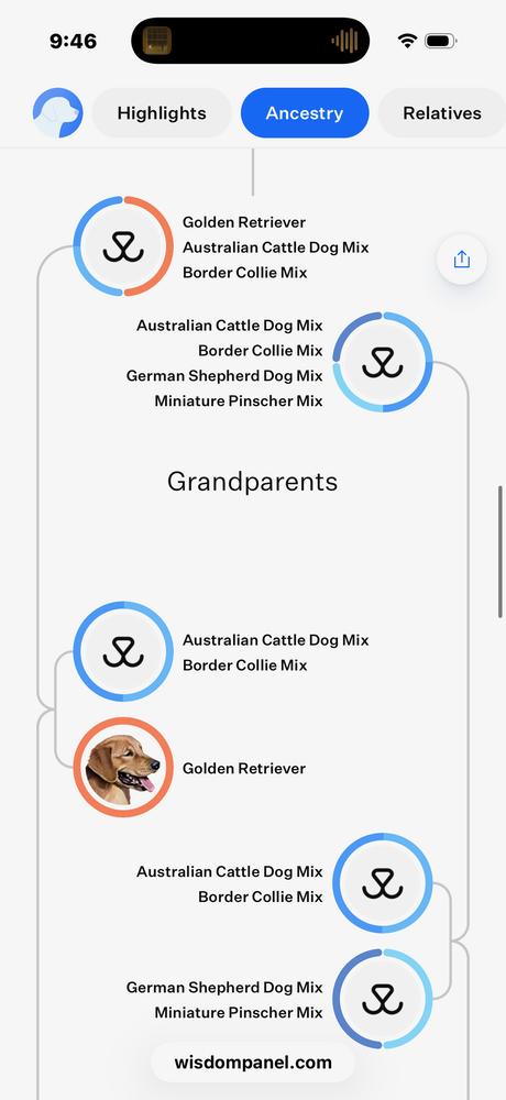 Enlarge Ford, a Adoptable mixed breed in Loveland, OH image 5/5