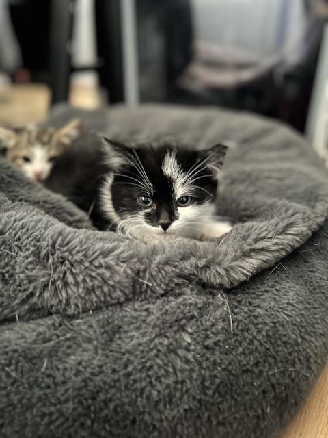 Buffy, ADOPTABLE, Kitten Female Domestic Short Hair.