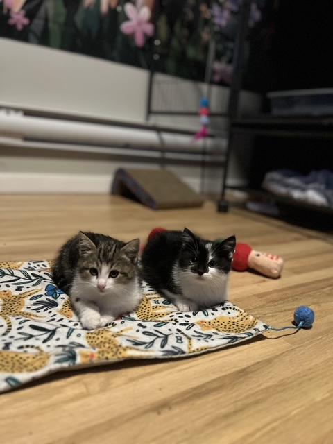 Enlarge Buffy, a ADOPTABLE Domestic Short Hair in Calgary, AB image 2/2