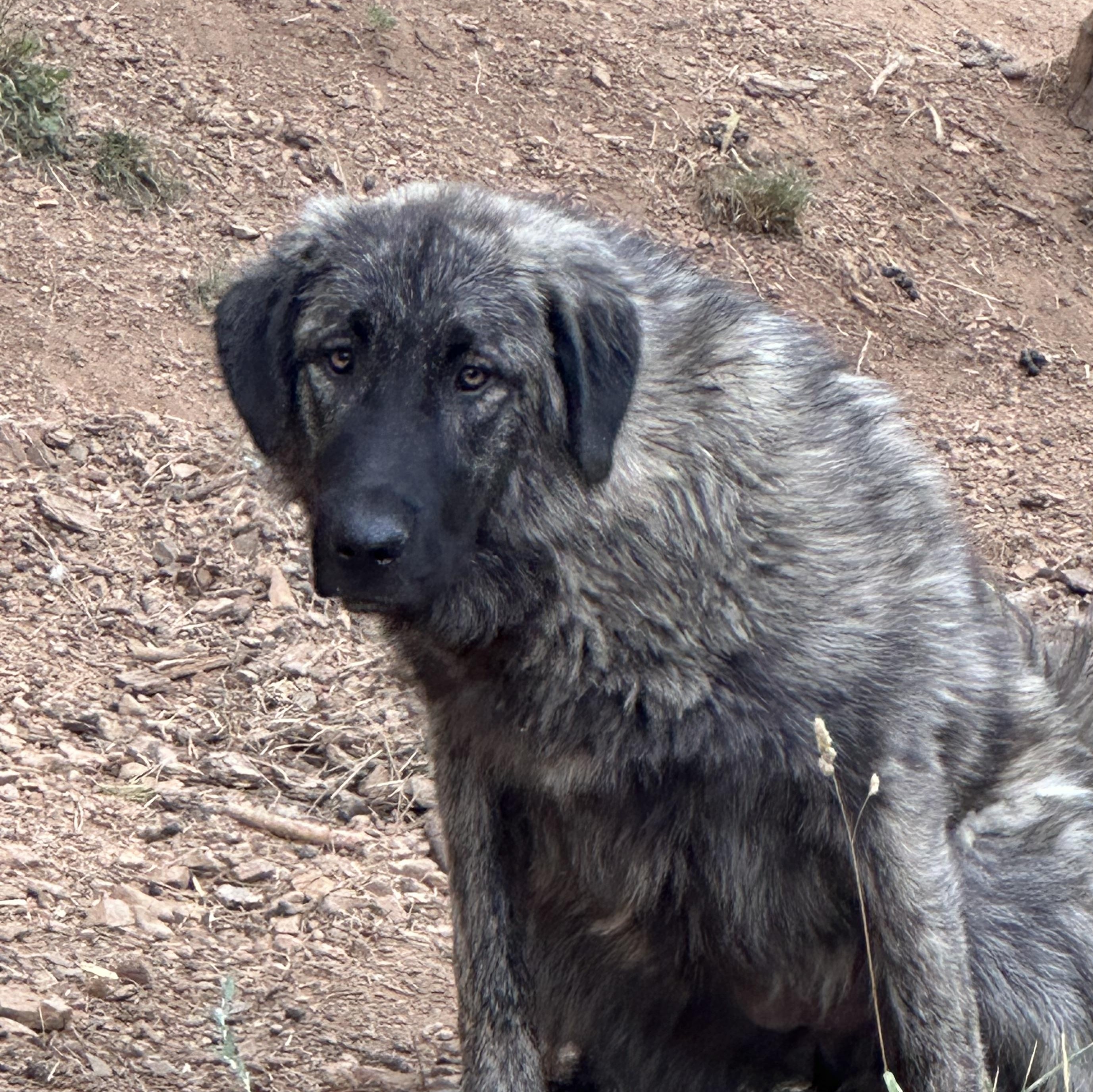 Katie, an adoptable Sarplaninac in Oakland, CA, 94607 | Photo Image 1
